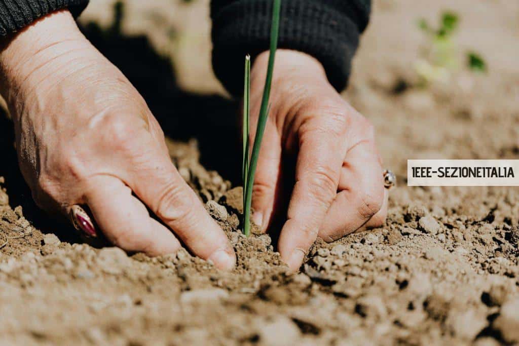 Ground level of unrecognizable female gardener planting green sprout in soil while working on plantation